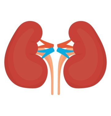 Fasulye insan organlarını böbrekler simgesini ifade eden bazı damarlar şeklinde. 