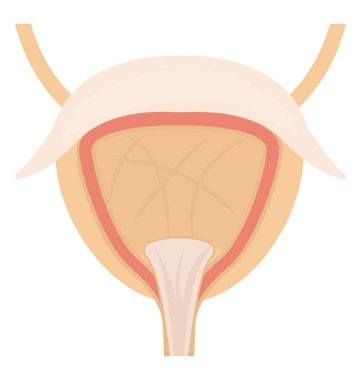 Üçgen şekli mesane simgesi gösterilen bazı damarlar ile bağlı insan organ