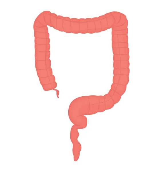 Formas Similares Colon Unidas Que Denotan Intestino Grueso — Vector de stock