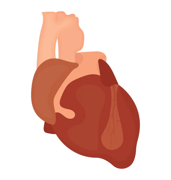 Кулак Форме Человеческого Органа Перекачки Крови Показан Обозначить Икону Сердца — стоковый вектор