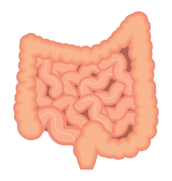 Voici Bouquet Duodénum Jéjunum Iléon Enzymes Digestives Désignant Intestin Grêle — Image vectorielle