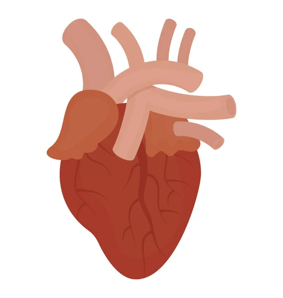 Кулак Форме Человеческого Органа Перекачки Крови Показан Обозначить Икону Сердца — стоковый вектор