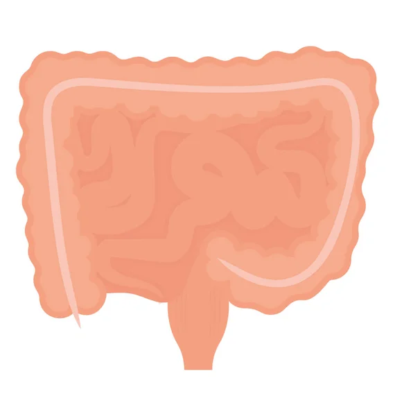 Itt Van Egy Csomó Duodenum Jejunum Ileum Emésztő Enzimek Amely — Stock Vector