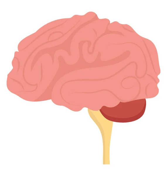 Une Structure Forme Dôme Avec Des Nerfs Partout Dénotant Cerveau — Image vectorielle