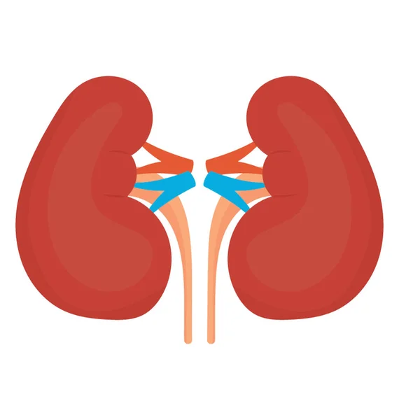 豆形の人間の臓器腎臓アイコンを示すいくつかの静脈 — ストックベクタ