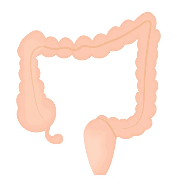 Colon Comme Des Formes Attachées Ensemble Dénotant Gros Intestin — Image vectorielle