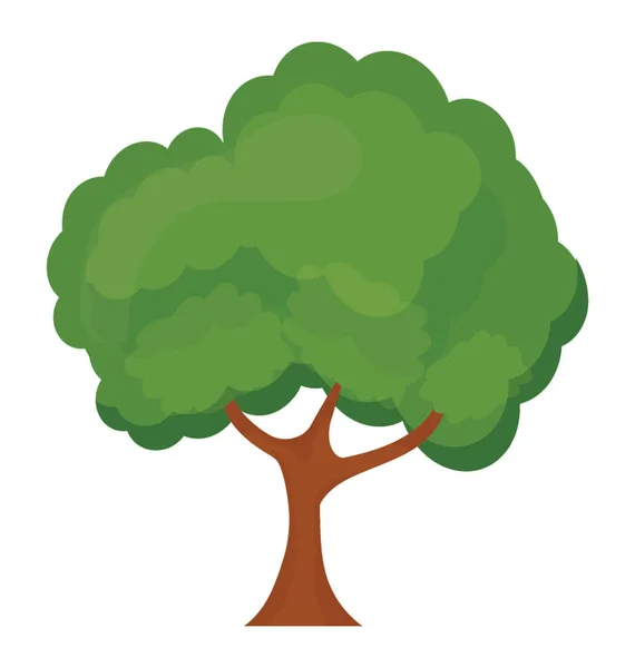 Sycamore Árvore Folhagem Verde Árvore Bordo Vetor Plano —  Vetores de Stock