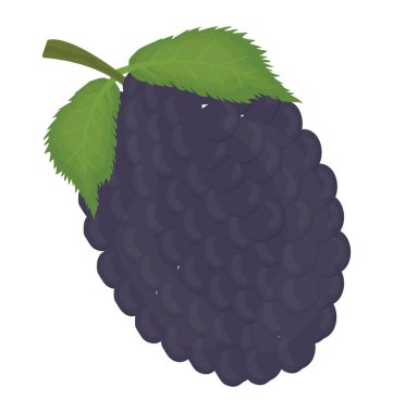 Simge marionberry resmeden yaprak taze meyve 