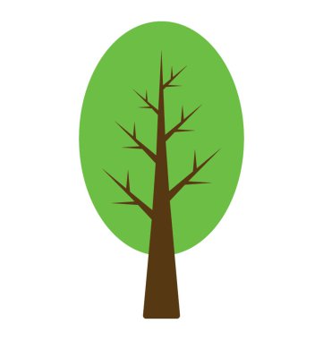 Oval parlak sütunlu kayın ağacı