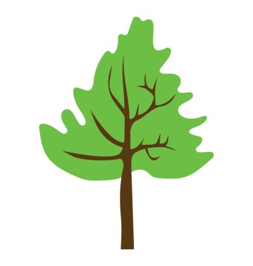 Hızlı büyüme, sedir ağacı simgesi olan geniş yaprakları ağaç 