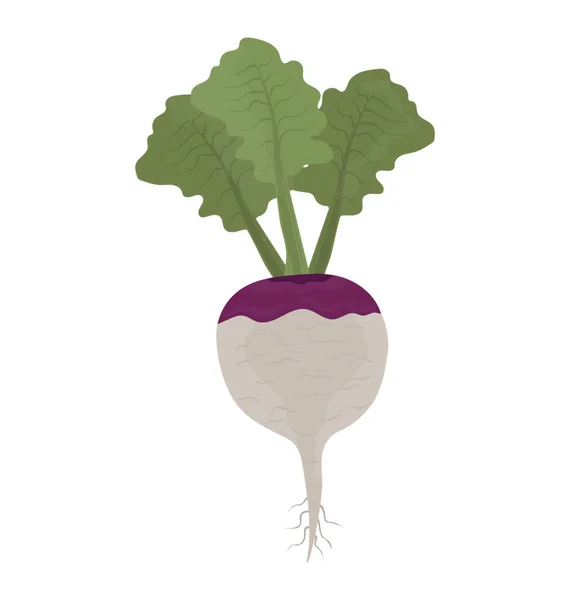 Vegetable Root Leaves Denoting Turnip Icon — Stock Vector
