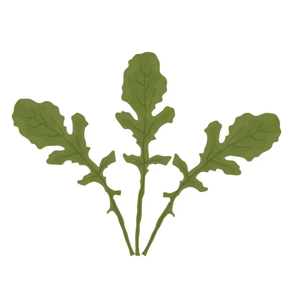 Gemüse Mit Grünen Spatelförmigen Blättern Als Symbol Für Rucola — Stockvektor