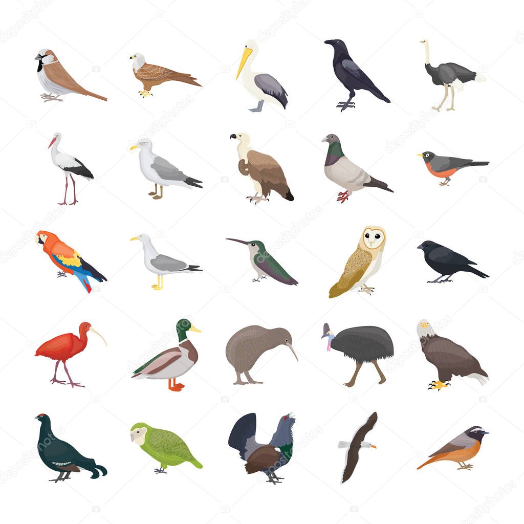Birds Flat Vector Icons 