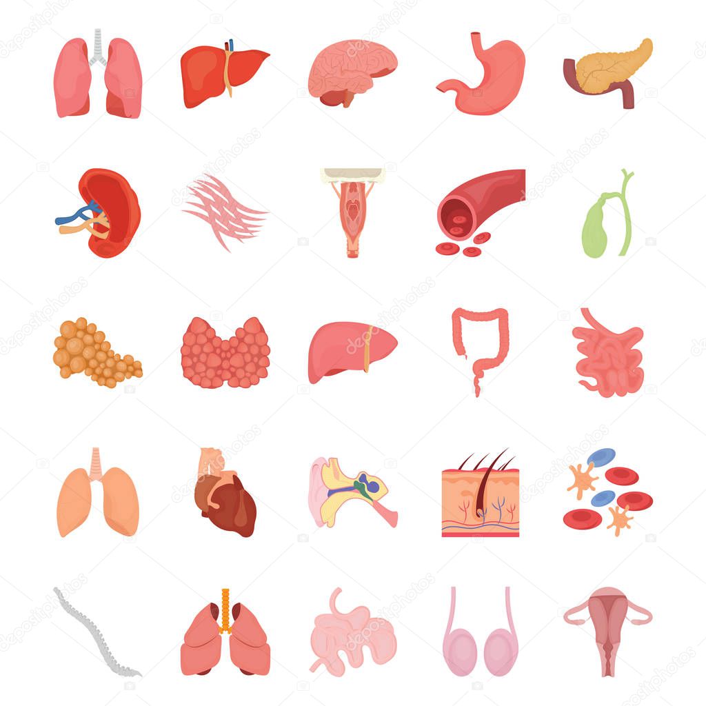 Internal Human Organs Flat Icons 