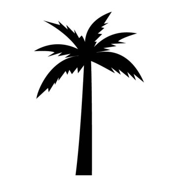 Meyve taşıyan Hindistan cevizi ağacı