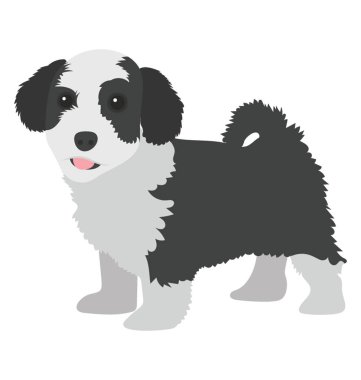 Silah köpek türü İngiliz sıçramak İspanyol
