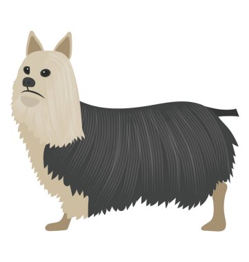 Hayvan sürüsü köpek doğurmak shetland koyun