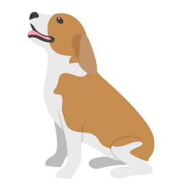 Beagle, küçük Hound a köpek doğurmak