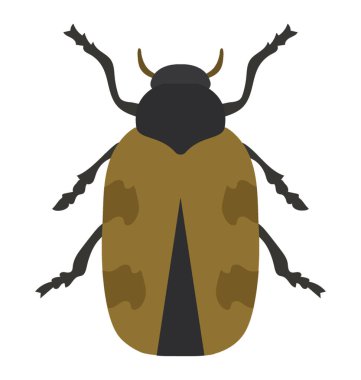 Küçük silah sahip beetle ve bacaklar Japon böceği olarak bilir 