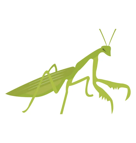 Böcek Bacaklar Küçük Baş Çekirge Bilinen Sahip — Stok Vektör