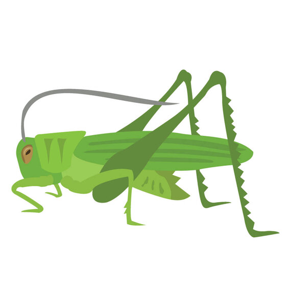 Insect having legs and small head known as grasshopper 