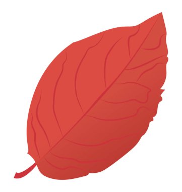 Kırmızı tatlı huş ağacı yaprak içinde ince damarlı 