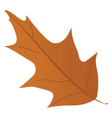 Ökse otu yaprak ince sarı kuru yaprak gösterilen 