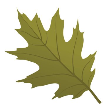 Kızıl meşe yaprağı sonbahar yaprak yeşil rengindedir 