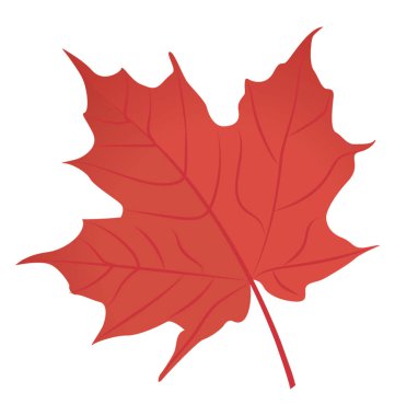 Bir sonbahar yaprak geniş yapraklı yapısı ile kırmızı akçaağaç yaprağı olduğunu 