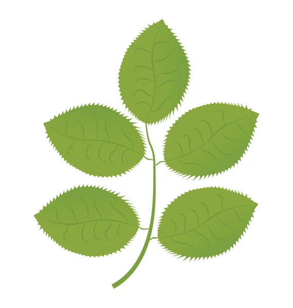 Hickory Bladeren Zijn Herfstbladeren Groene Kleur — Stockvector