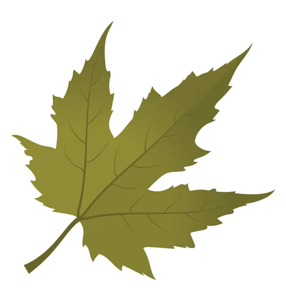 Gröna Färgade Maple Leaf Höst Löv Också Kallas Lövverk Blad — Stock vektor