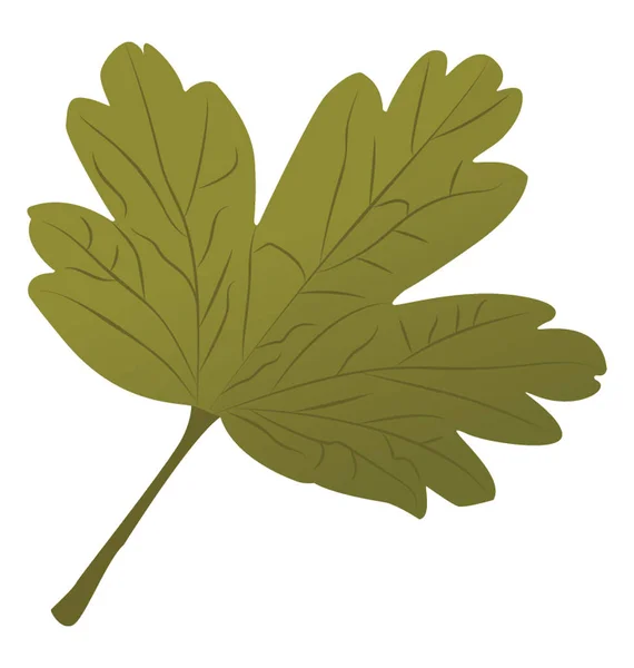 葉刈り取らエッジと呼ばれるサンザシ葉は — ストックベクタ