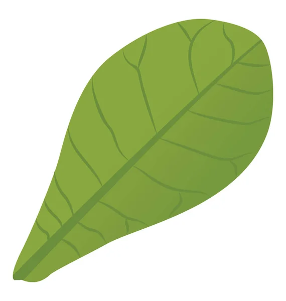 Droppe Formade Blad Grön Färg Gemensamma Milkweed — Stock vektor