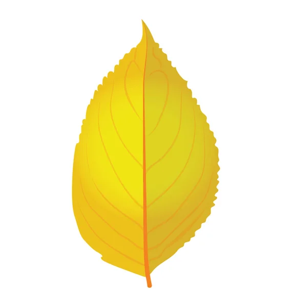 Egy Őszi Nyírfa Levél Más Néven Lehullott Levelek Sárga Színe — Stock Vector