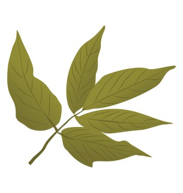 Kurutulmuş ve deshaped yaprakları çamur yeşil renkte yaşlı yaprakları 