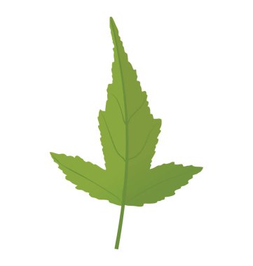 Amur akçaağaç yaprağı yeşillik sonbahar kurşun kurutulmuş biçimindedir