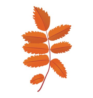 Kül yapraklar sarımsı renkli bir dalı olarak 