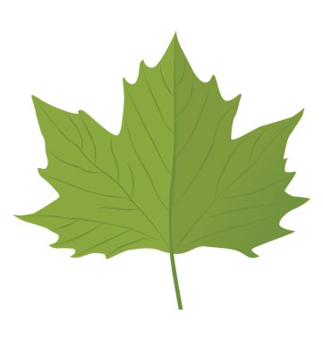 Kenarlı yaprak üzüm yaprağı denilen geniş şekliyle köşeye 