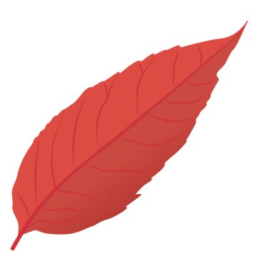 Copper beech yaprak ince yapısı ile kırmızı renkte 