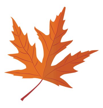 Gümüş akçaağaç sonbahar yaprak ince yapraklı yapısı ile olduğunu 