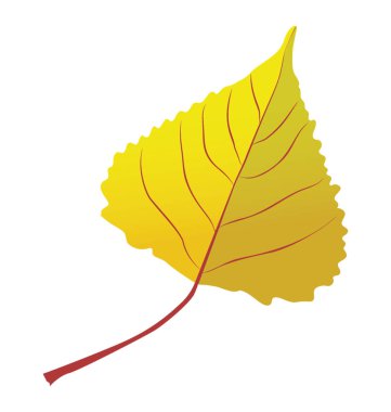 Bir kök içinde damarlı bir sarı kavak yaprak 