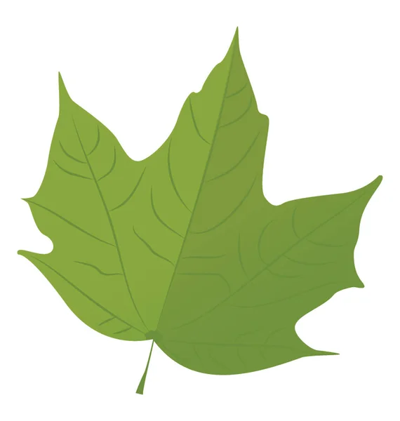 Ένα Φύλλο Σφενδάμνου Είναι Ένα Φθινοπωρινό Φύλλο Την Ευρεία Φυλλώδη — Διανυσματικό Αρχείο