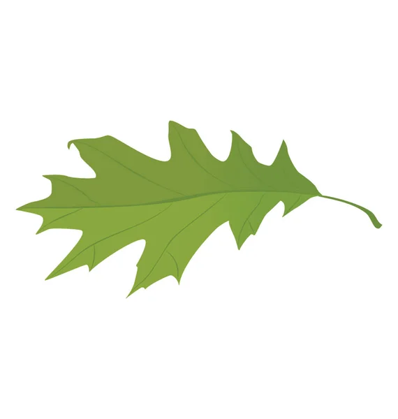橡树叶是秋叶的绿色颜色 — 图库矢量图片