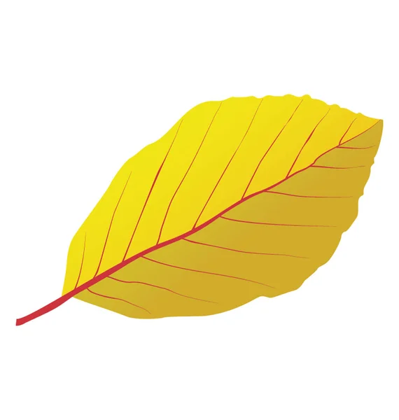 Ein Herbst Birkenblatt Auch Als Gefallene Blätter Gelber Farbe Bezeichnet — Stockvektor