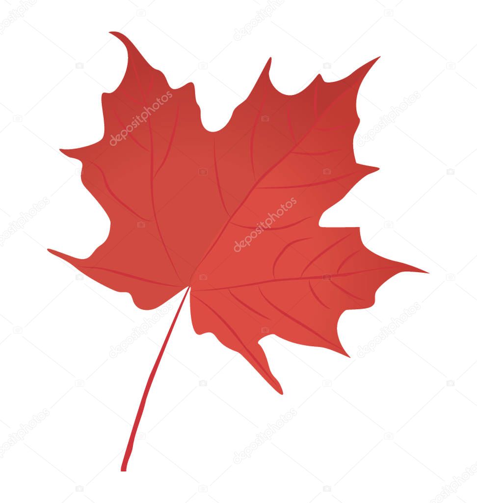 Red maple leaf is a autumn leaf  with the broad leafy structure 