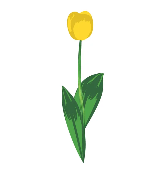 Piękny Tulipan Łodygi Liści — Wektor stockowy