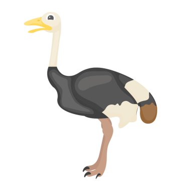 Sahip uzun boyun ve bacaklar, devekuşu görsel kuş 