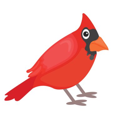 Kuş olan kırmızı renk ve Gaga, Kardinal kuşu 