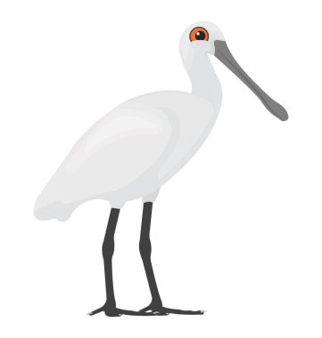 Kuş beyaz renkli ve uzun gagası, balıkçıllar simgesi 