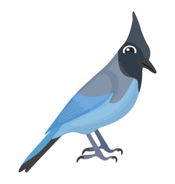 Mavi jay görüntü tasvir mavi kümes hayvanı 